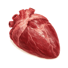 Beef Heart
