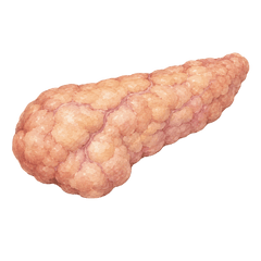 Beef Pancreas