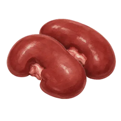 Beef Kidney